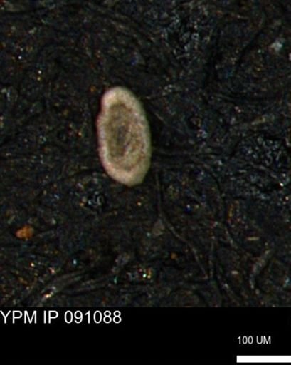 Spirolocammina subcircularis