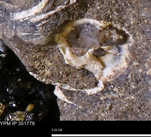undet. Mollusca