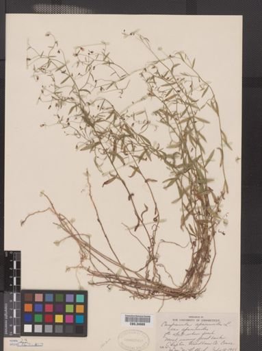 Campanula aparinoides