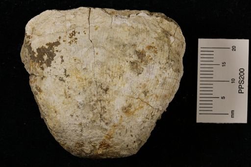 Linoproductus magnispinus