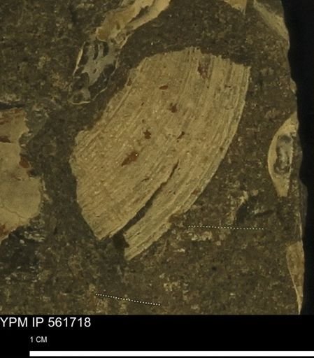 Limopsis sp.