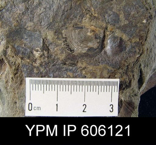 Orbiculoidea