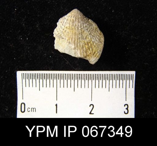 Atrypa reticularis