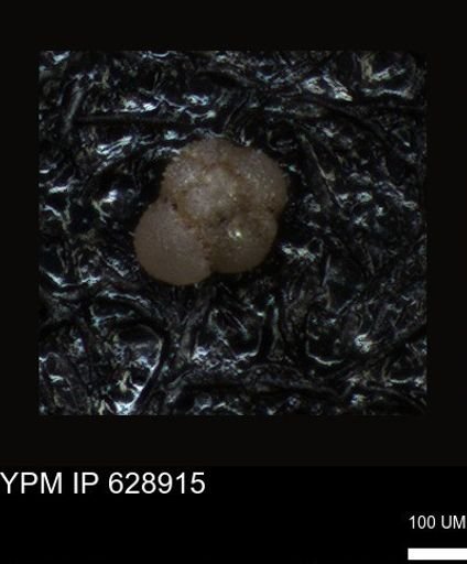undet. Foraminiferida