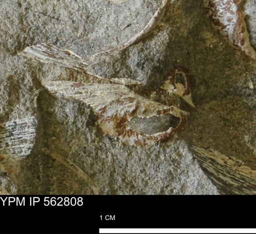 Limopsis sp.