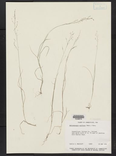 Muhlenbergia uniflora