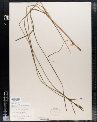 Carex haydenii