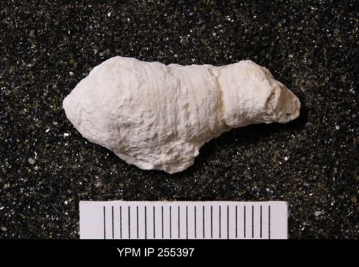 Agelasida?