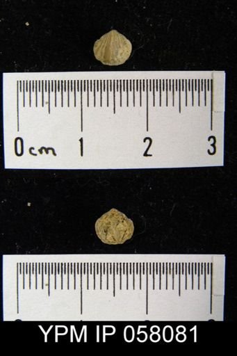 Anoplotheca concava