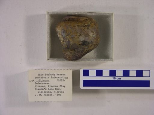 Teleoceras fossiger