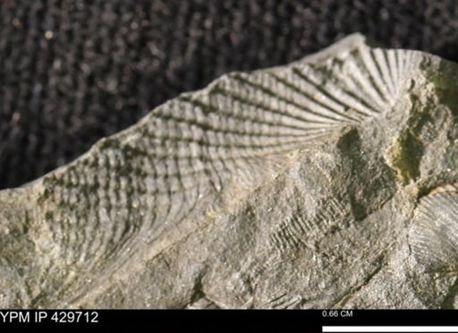 Mucrospirifer sp.