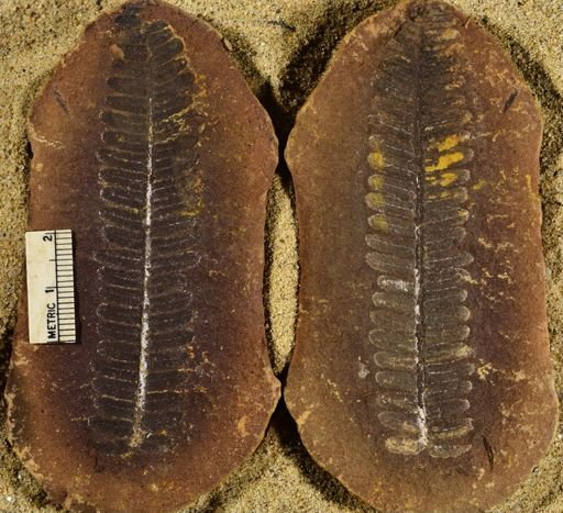 Pecopteris sp.