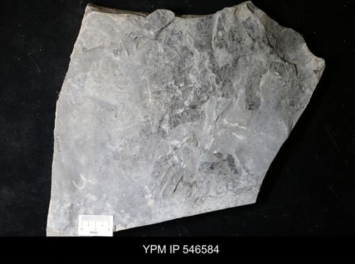 undet. Eurypterida