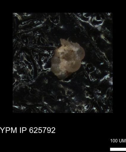 undet. Foraminiferida