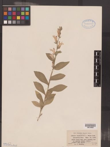 Lobelia siphilitica