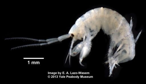 Elasmopus levis