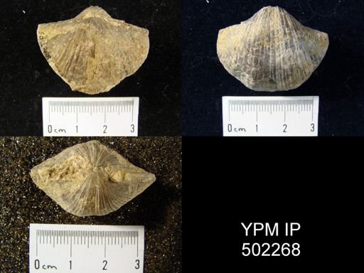 Spirifer cameratus