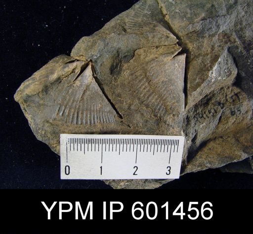 Spinocyrtia sp.