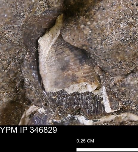 undet. Bivalvia