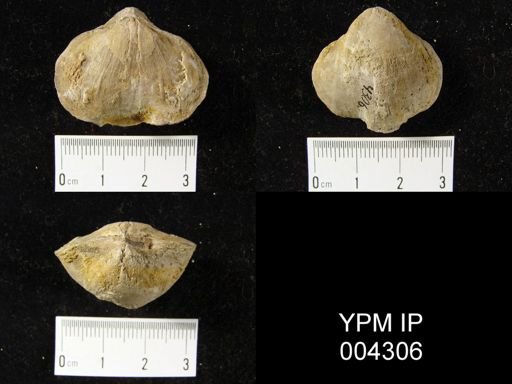 Gypidula sp.