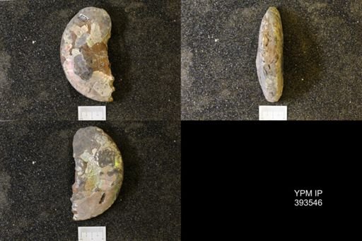 undet. Scaphitidae