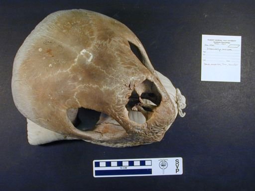 Dermochelys coriacea