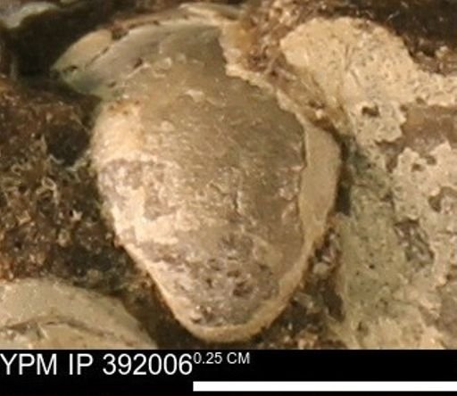 Protocardia sp.