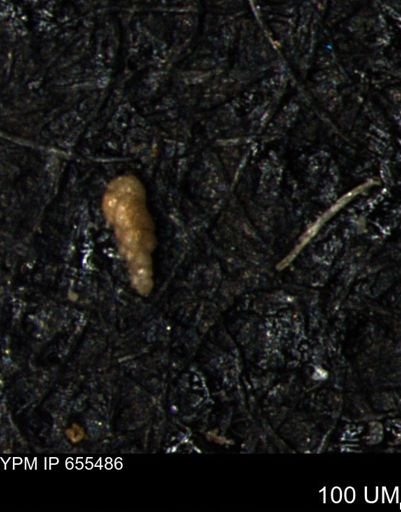 Verneuilina canadensis