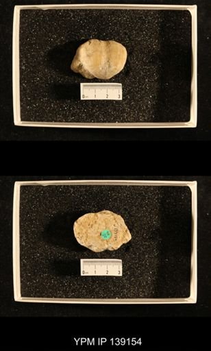 Productus (Dictyoclostus) cf. subcostatus