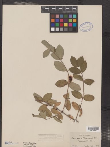 Lonicera morrowii