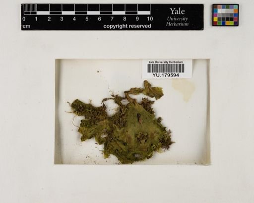 Plantae