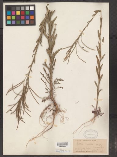 Arabis missouriensis