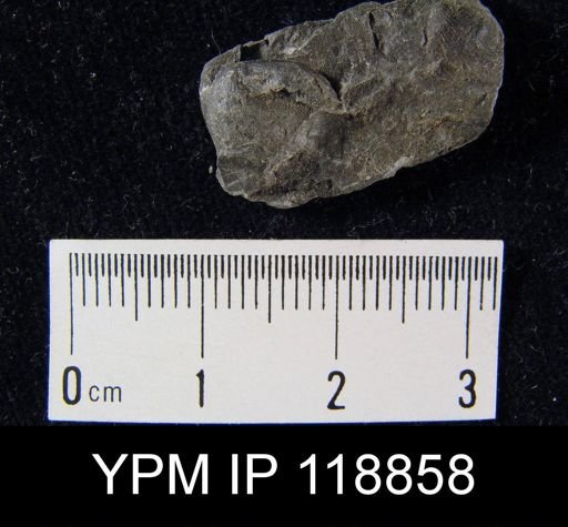 Dalmanella wisbyensis