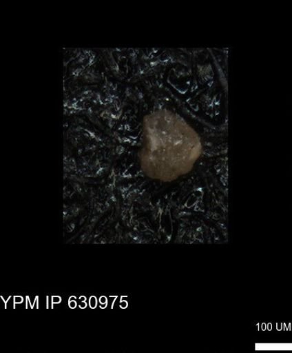 undet. Foraminiferida