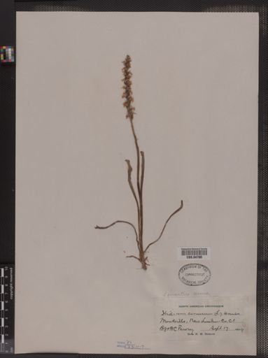 Spiranthes cernua