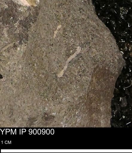 undet. Mollusca