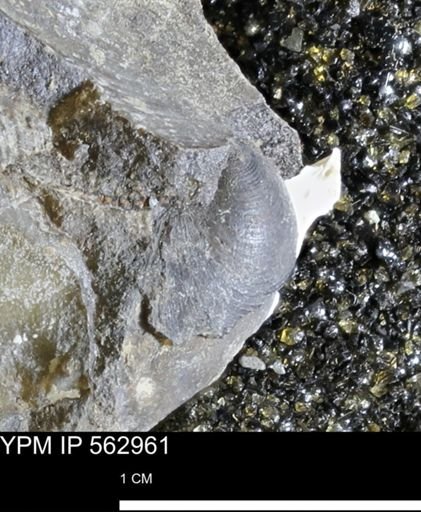 Limopsis sp.