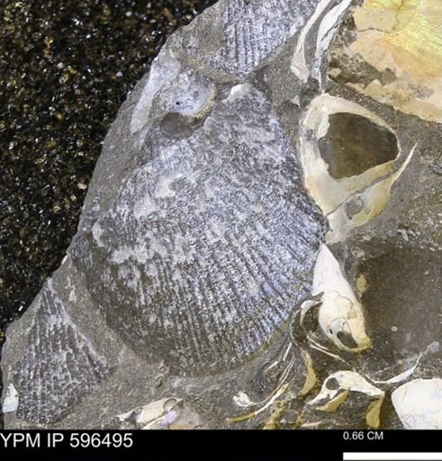 Oxytoma sp.