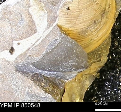 Limopsis striatopunctatus