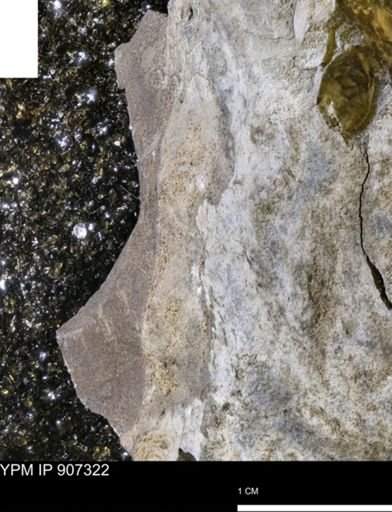 undet. Mollusca