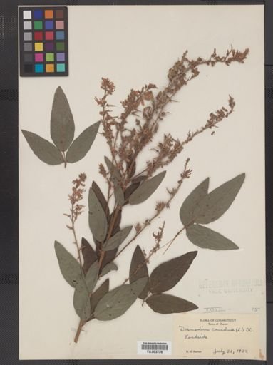 Desmodium canadense