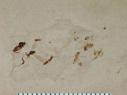 undet. Diptera