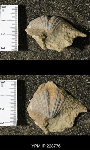 Neospirifer triplicatus