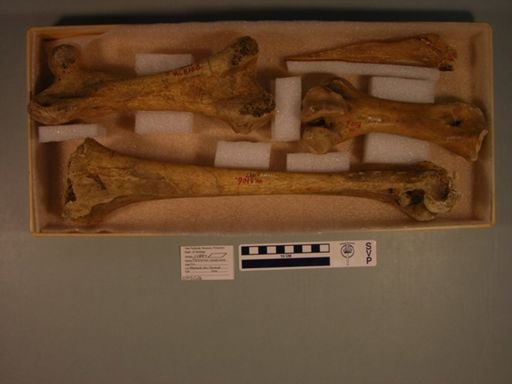 Meionornis casuarinus