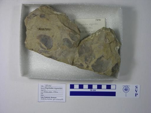Onychodus sigmoides
