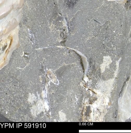 Mollusca