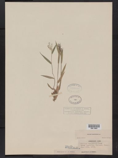Panicum columbianum tsugetorum