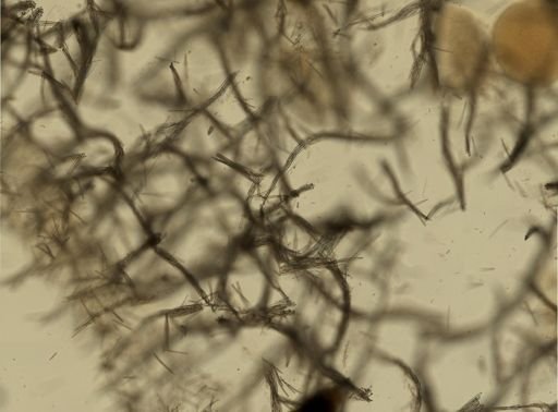 Isodictya deichmannae