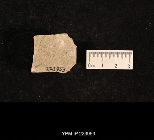 Liomopterum ornatum