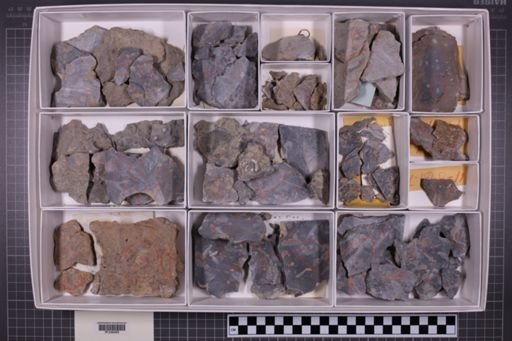 mixed taxa, stratigraphic collection